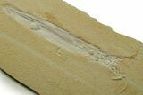 Detailed Fossil Squid (Plesioteuthis) w/ Tentacles - Solnhofen #378001-4